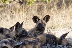 0902_Ngala Tented Camp_030.jpg